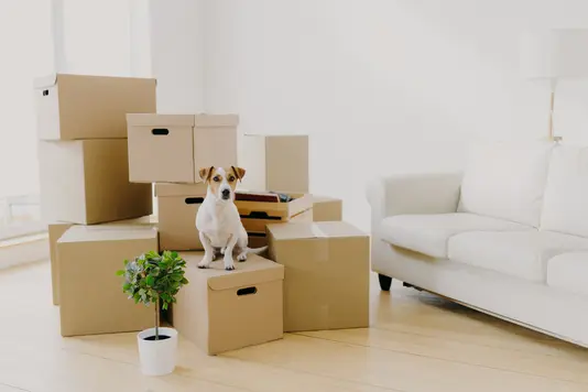 umzug-auszug-einziehen-karton-haus-10 Umzugkartons und Hund
